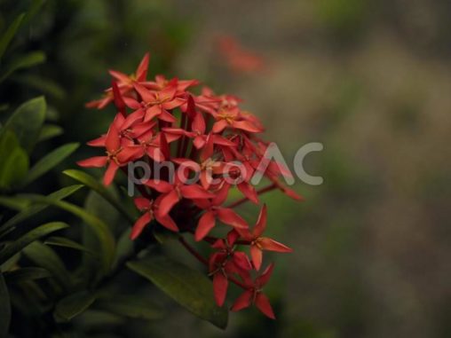 赤いサンタンカ（沖縄県那覇市）