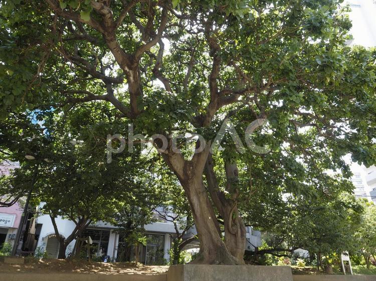 大きなデイゴの木、牧志公園（那覇市）