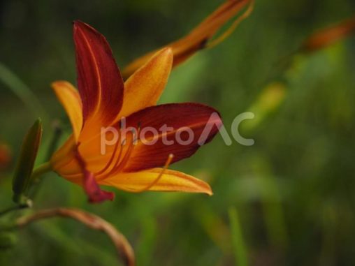アキノワスレグサ、クワンソウ（沖縄県）
