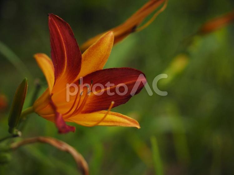 アキノワスレグサ、クワンソウ（沖縄県）