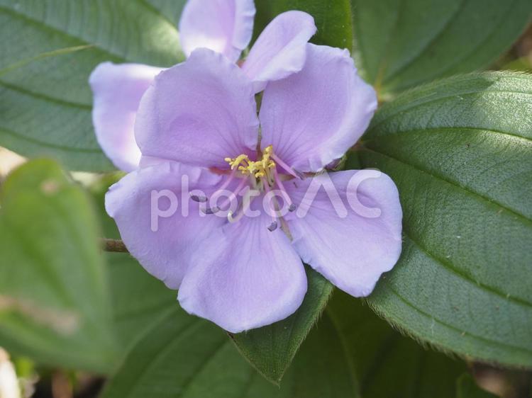 ノボタン（沖縄県渡嘉敷村）