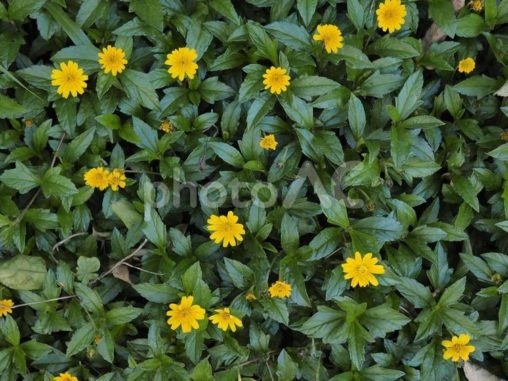 アメリカハマグルマの花（沖縄県浦添市）