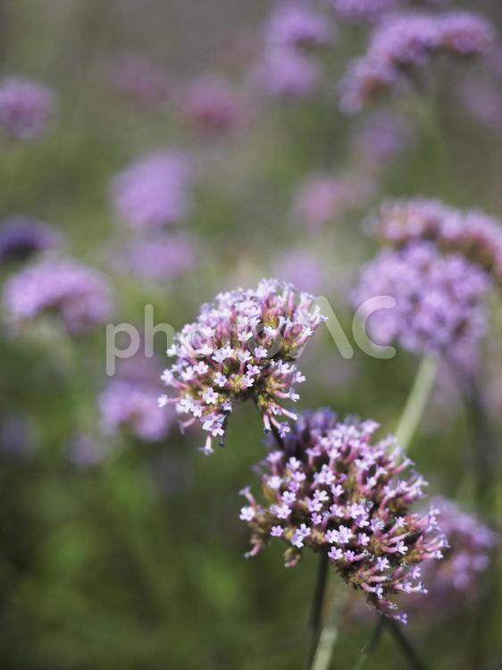 ヤナギハナガサ、サンジャクバーベナ