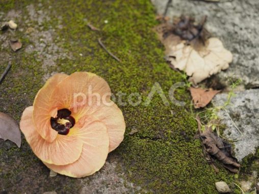 オオハマボウの花（沖縄県那覇市）