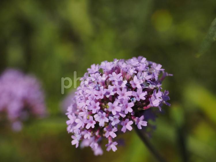 ヤナギハナガサ、サンジャクバーベナ