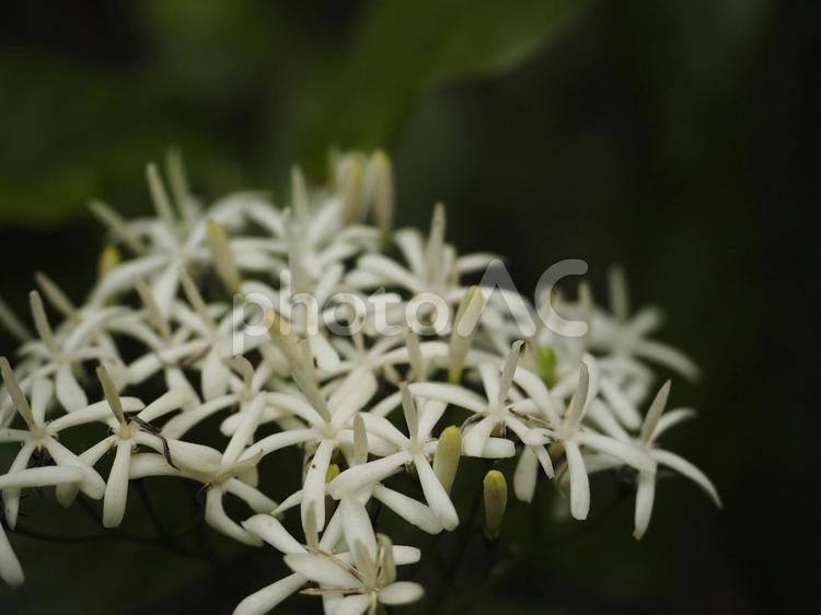 ギョクシンカ（沖縄県那覇市）