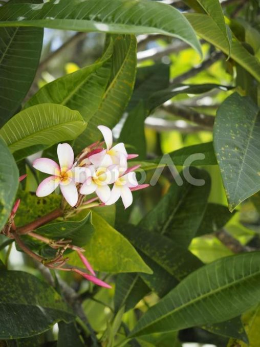 プルメリアの花