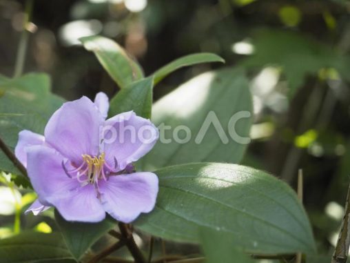 ノボタン（沖縄県渡嘉敷村）