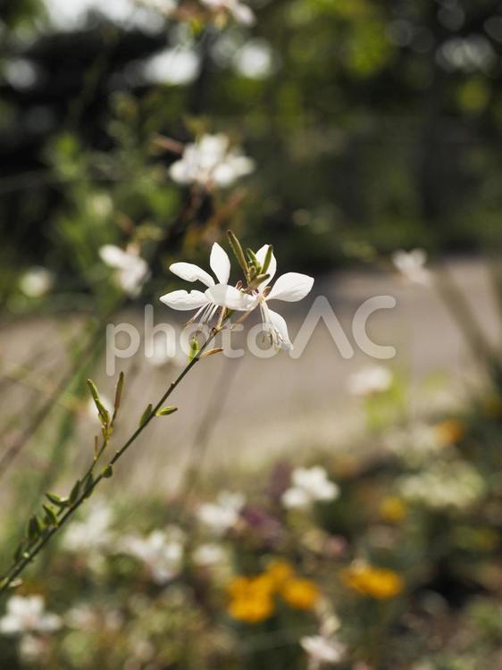 ガウラの白い花