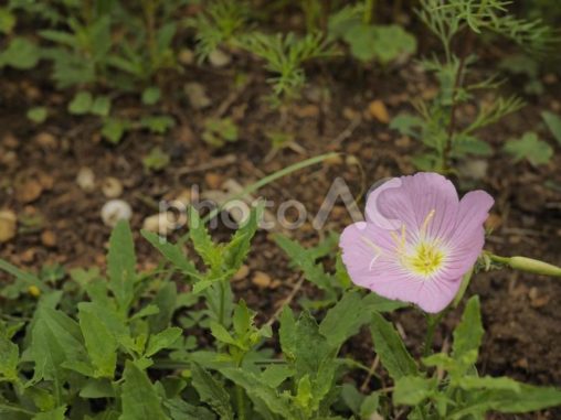 昼咲き月見草の花（沖縄県那覇市）