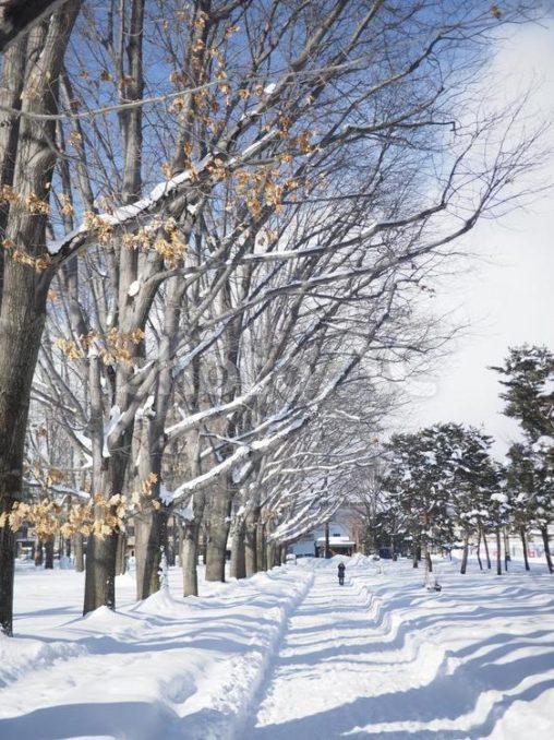 積雪の円山公園、並木道（北海道札幌市）