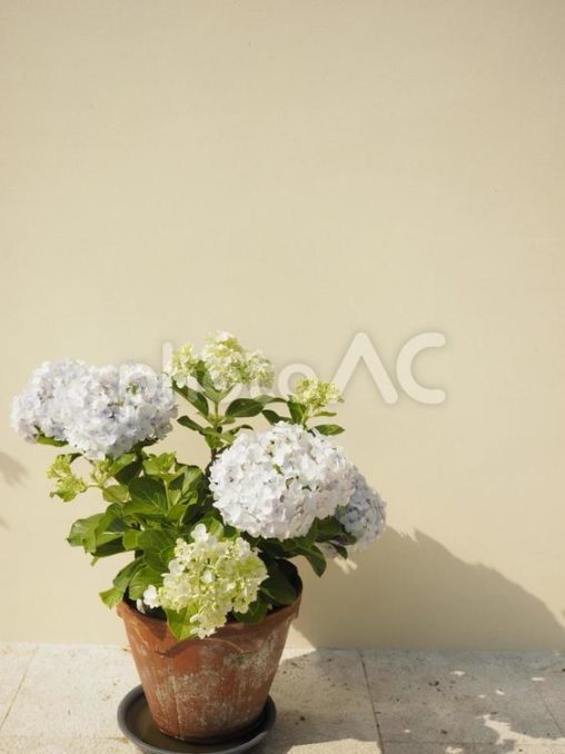 アジサイの鉢植え