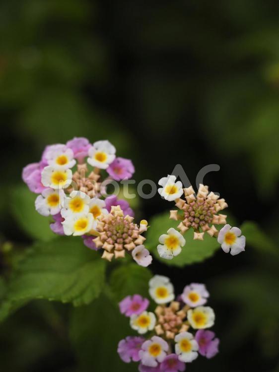 ピンクと白のランタナ（沖縄県那覇市）