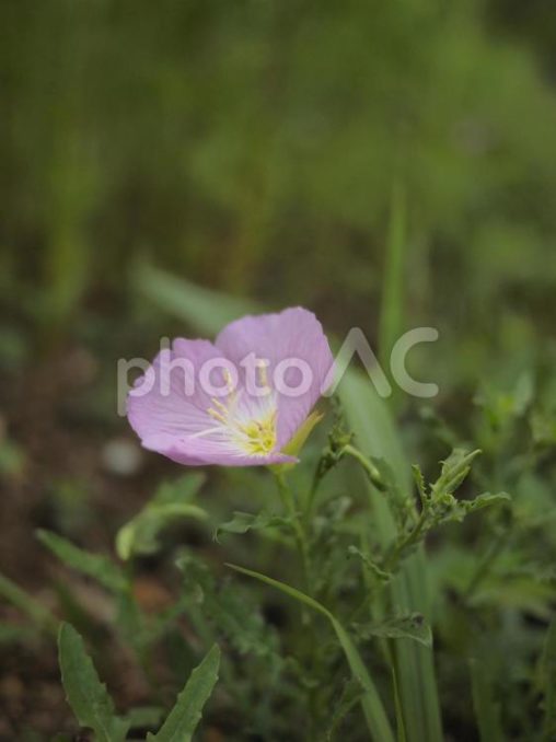 昼咲き月見草の花（沖縄県那覇市）