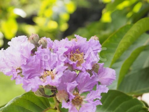 オオバナサルスベリの花（沖縄県那覇市）