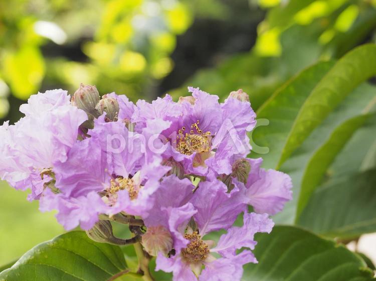 オオバナサルスベリの花（沖縄県那覇市）