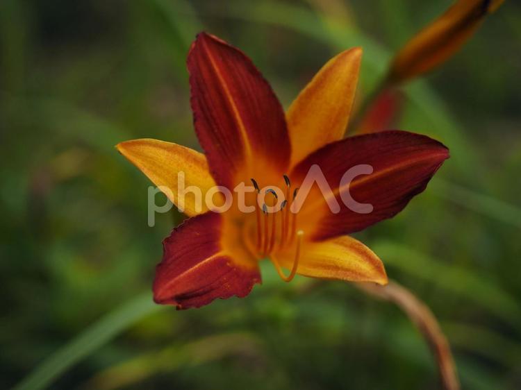 アキノワスレグサ、クワンソウ（沖縄県）