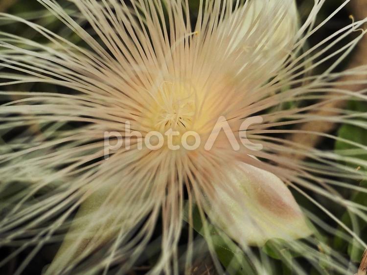 サガリバナの落ち花（沖縄県那覇市）