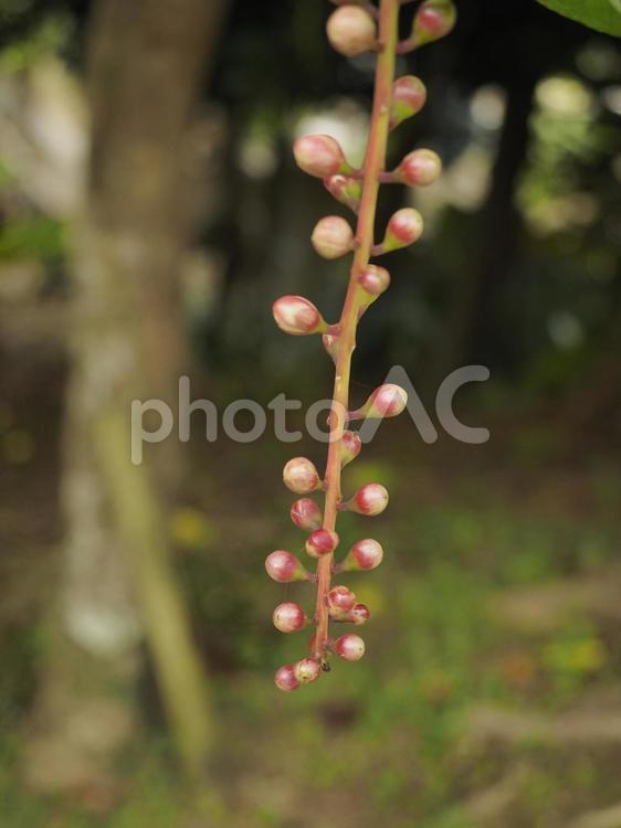 開花前のサガリバナのつぼみ（沖縄県那覇）