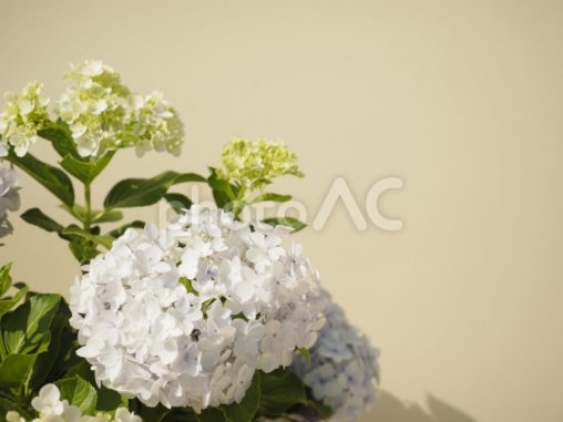 白いアジサイの花