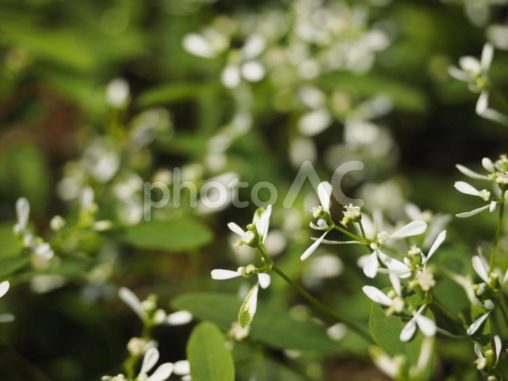 ユーフォルビア・ダイアモンドフロスト