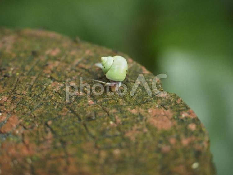 アオミオカタニシ（沖縄県那覇市）