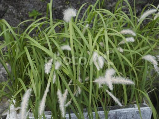 チガヤ、マカヤ（沖縄県那覇市）