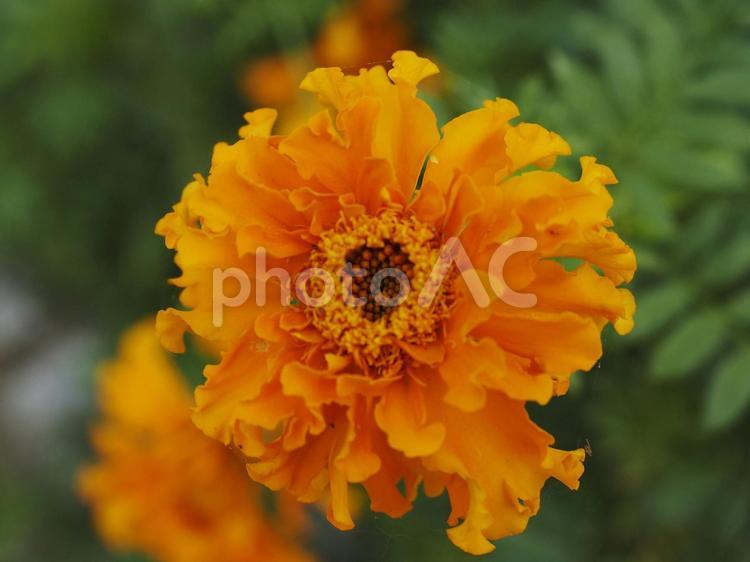 マリーゴールド、オレンジの花