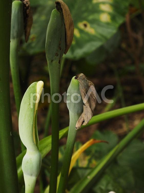クワズイモの実（沖縄県那覇市）