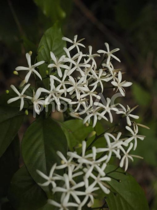 ギョクシンカ（沖縄県那覇市）