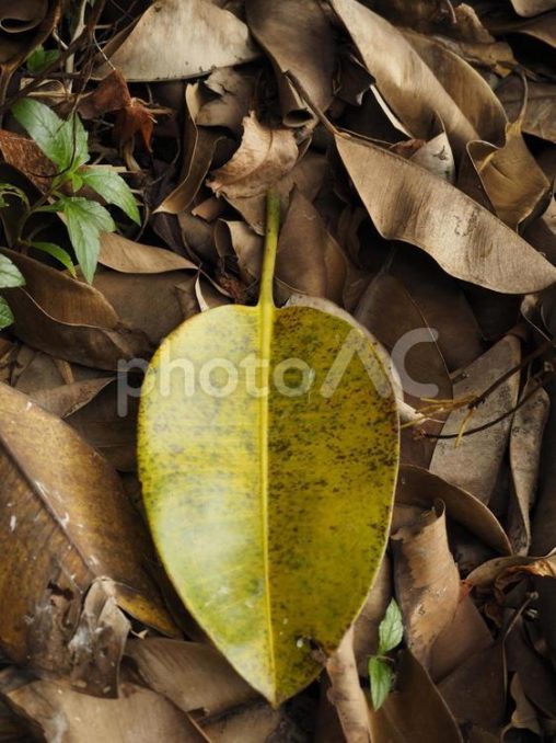 インドゴムノキの落ち葉（沖縄県那覇市）