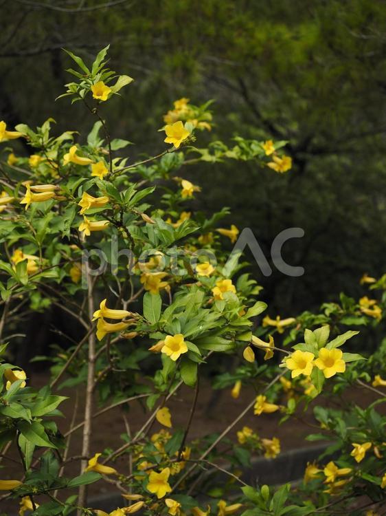 イエローアラマンダ（沖縄県那覇市）