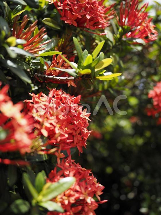 赤いサンタンカ