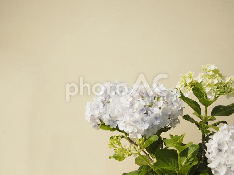 白いアジサイの花
