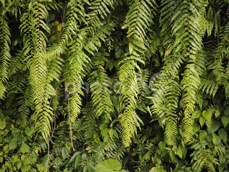 沖縄の森のシダ植物（沖縄県那覇市）