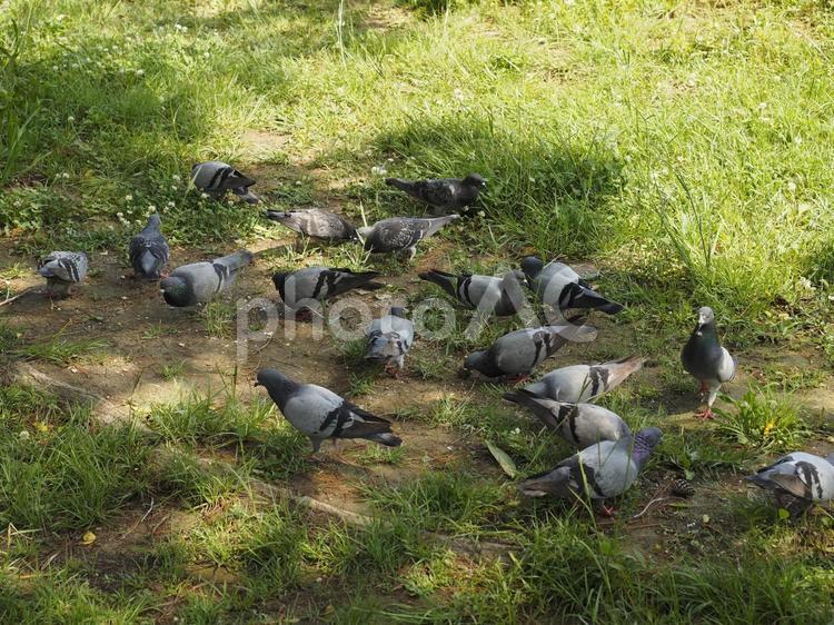 木陰に集まるハトの群れ