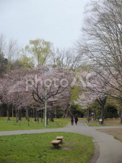 春の円山公園、桜の開花（北海道札幌市）