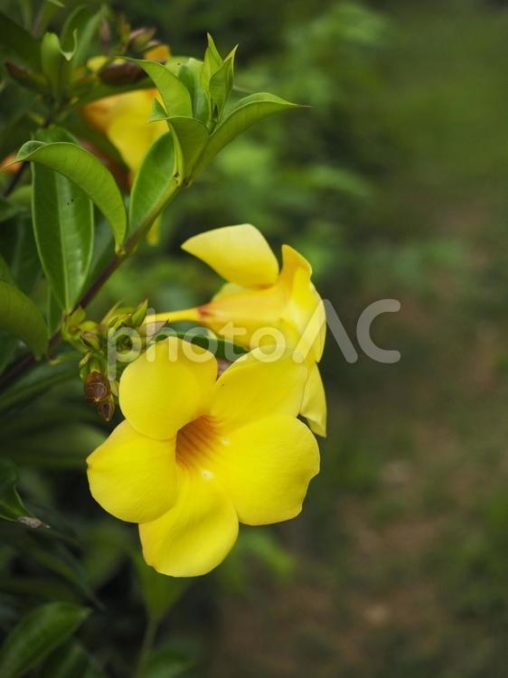 オオバナアリアケカズラ（沖縄県那覇市）