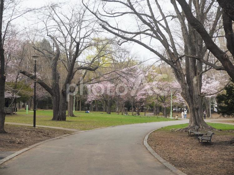 春の円山公園、桜の開花（北海道札幌市）