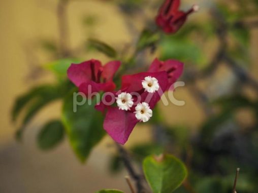 ブーゲンビリアの花（沖縄県那覇市）