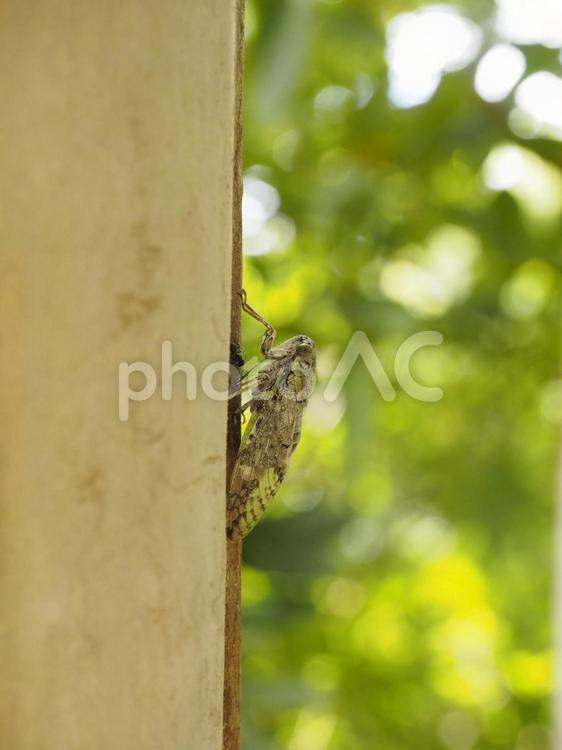 ニイニイゼミ（沖縄県那覇市）