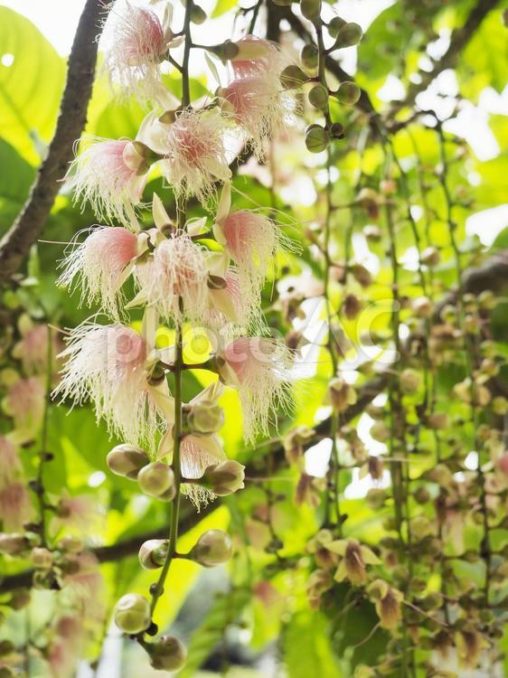 サガリバナの開花明朝