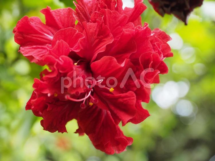 八重咲きハイビスカス