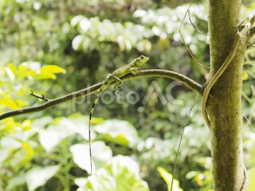 リュウキュウキノボリトカゲ