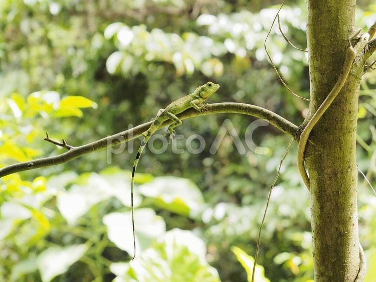 リュウキュウキノボリトカゲ