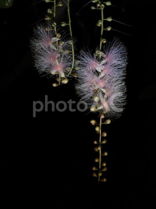 サガリバナ（沖縄県那覇市）