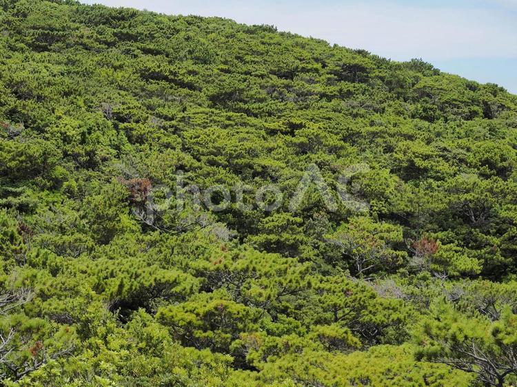 座間味島の森林