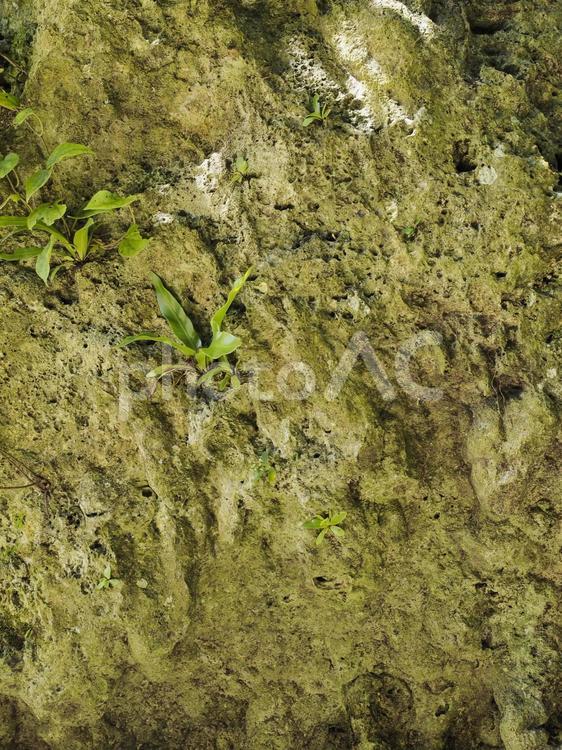 沖縄の森の岩肌