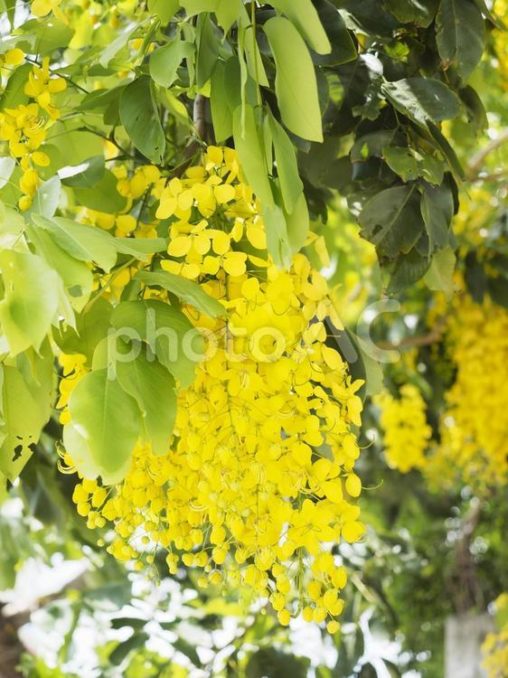 ナンバンサイカチ