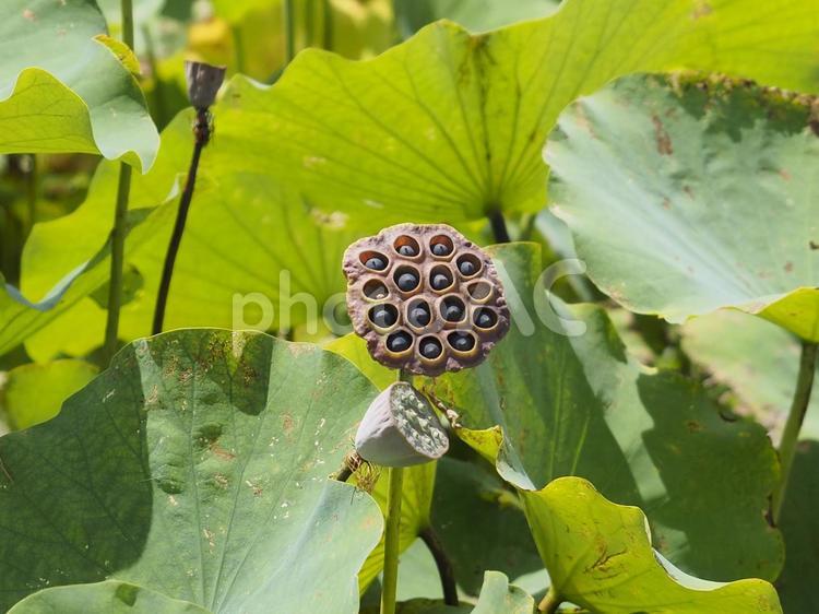 蓮の種